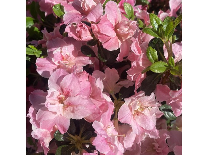 Azalea japonica 'Alina' - azalka japonská