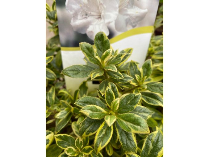 Azalea japonica 'Autumn Moonstruck' - azalka japonská