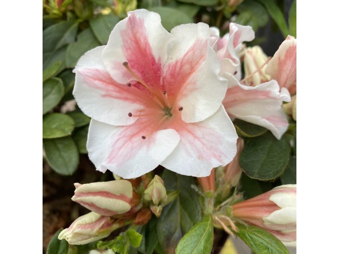 Azalea japonica 'Autumn Starburst' - azalka japonská