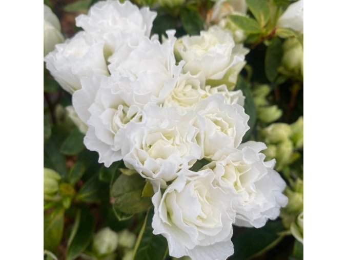 Azalea japonica 'BROCELIANDE VIVIANE 'Walsnowruf' - azalka japonská