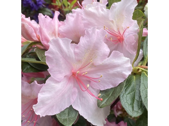 Azalea japonica 'BROCELIANDE® LANCELOT' - azalka japonská
