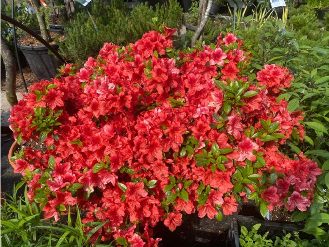 Azalea japonica 'Buccaneer' - azalka japonská