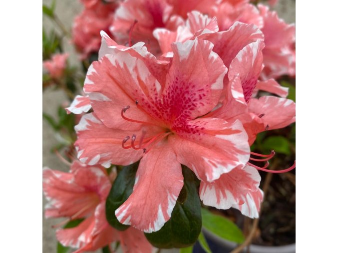 Azalea japonica 'Carolina' - azalka japonská