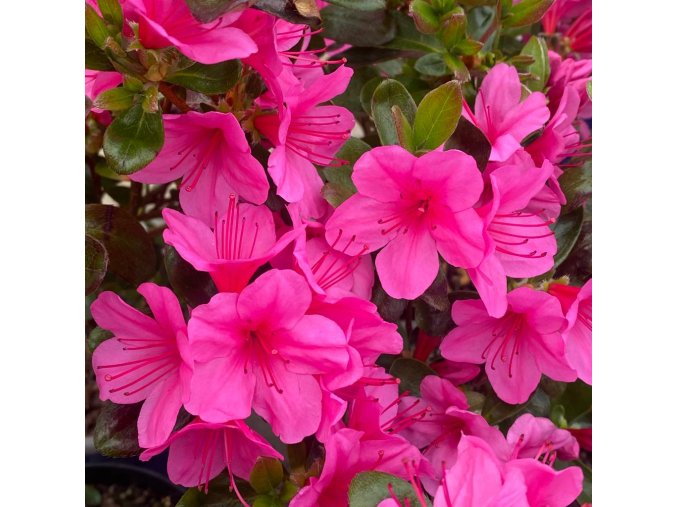 Azalea japonica 'CONNY' - azalka japonská/ mini skalková