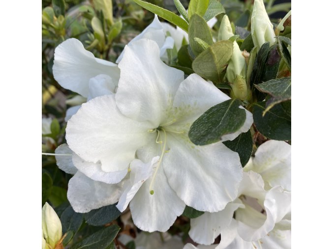 Azalea japonica 'Dorothy Haiden' - azalka japonská