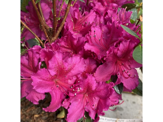Azalea japonica 'Girards Fuchsia' - azalka japonská