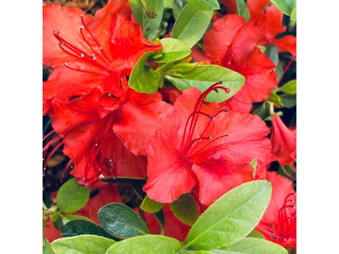 Azalea japonica 'HOT SHOT' - azalka japonská
