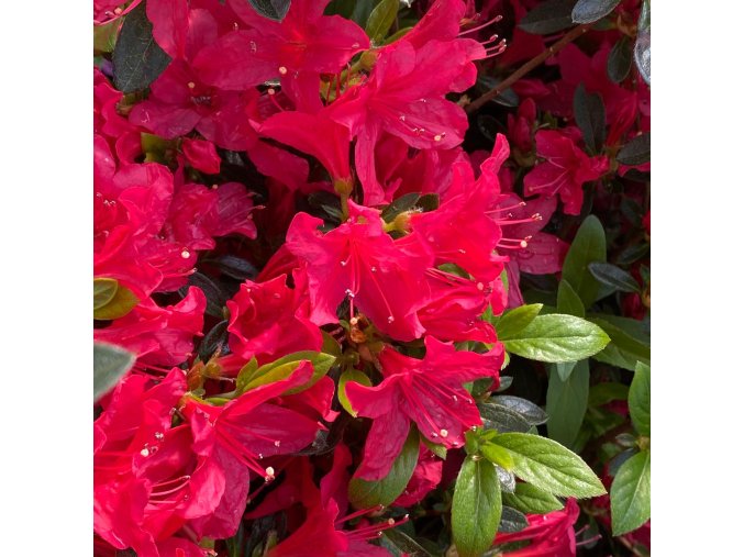 Azalea japonica 'Kroměříž' - azalka skalková