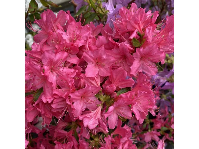 Azalea japonica 'Kuks' - azalka japonská
