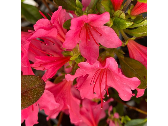 Azalea japonica 'Labe' - azalka japonská