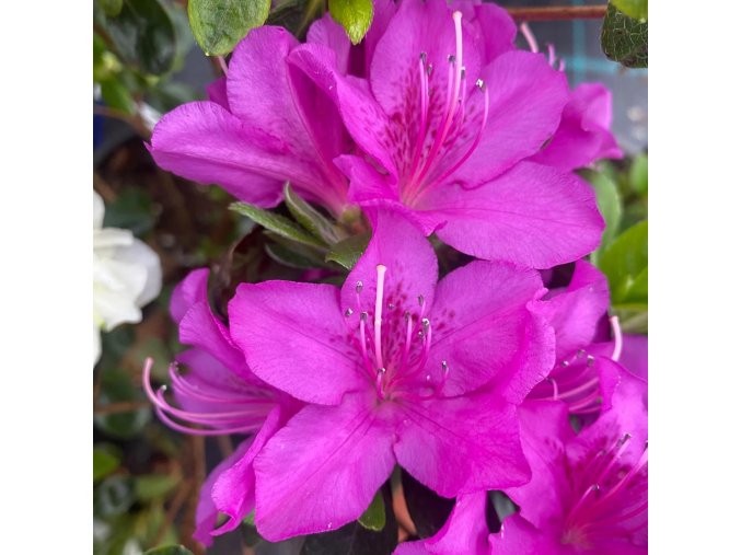 Azalea japonica 'LADY DARK' - azalka japonská