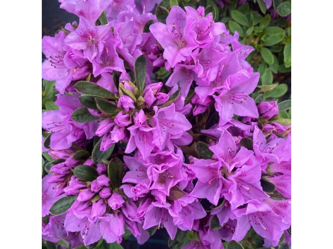 Azalea japonica 'Malá Skála' - azalka skalková