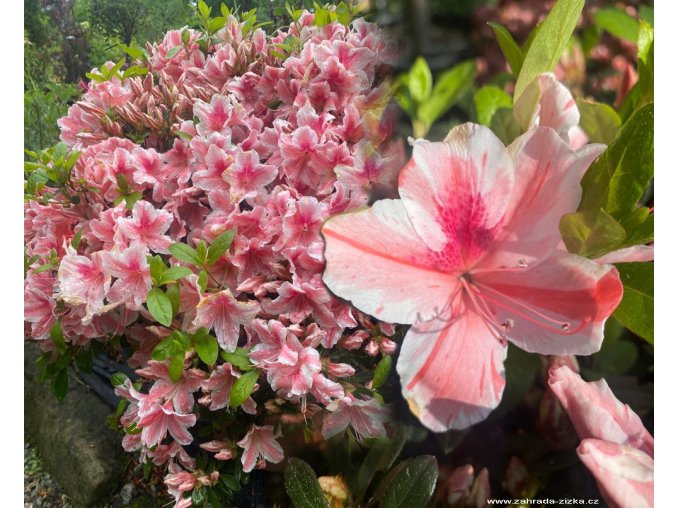 Azalea japonica 'Melani' - azalka japonská