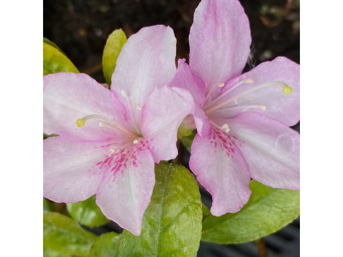 Azalea japonica 'NEGLIEGE' - azalka japonská/ mini skalková