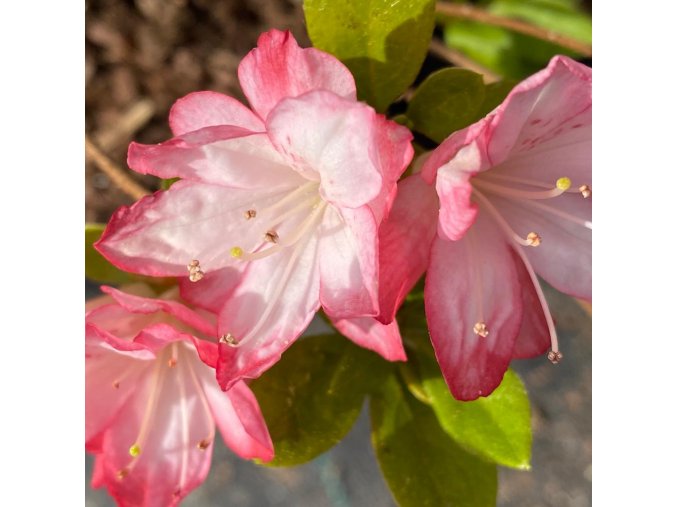 Azalea japonica 'Peggy Ann' - azalka japonská