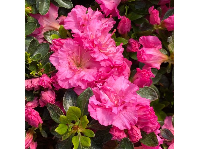 Azalea japonica 'PETTICOAT' - azalka japonská