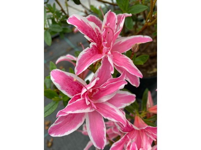 Azalea japonica 'Pink Spider' - azalka skalková