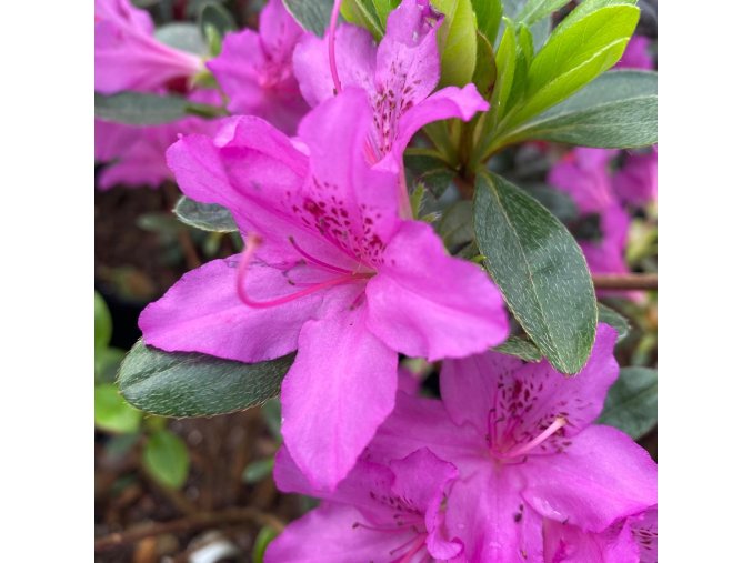 Azalea japonica 'Purple Splendor' - azalka japonská