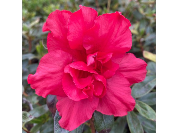 Azalea japonica 'Rani' - azalka skalková