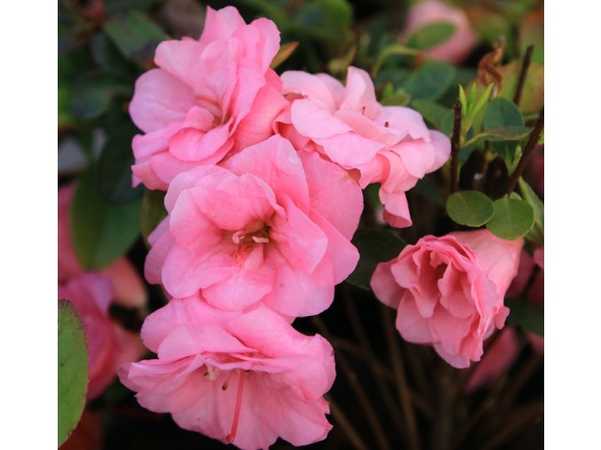 Azalea japonica 'ROSE BUD' - azalka japonská/ mini skalková