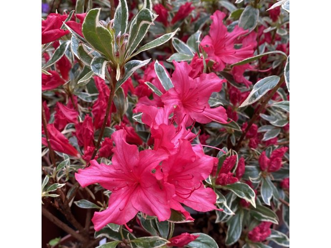 Azalea japonica 'Silver Sword' - azalka japonská
