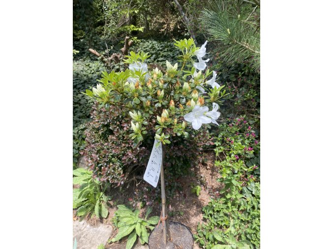 Azalea japonica 'Snow' kmínek - azalka japonská