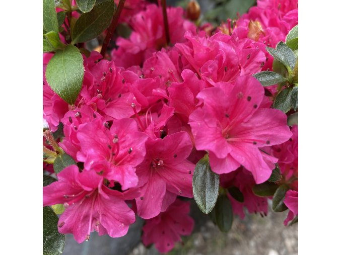 Azalea japonica 'Yuniku-na' - azalka japonská