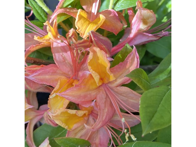 Azalea 'Josephine Klinger' - azalka velkokvětá