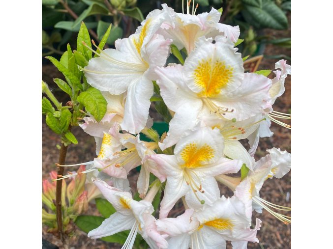 Azalea 'Möwe' - azalka velkokvětá