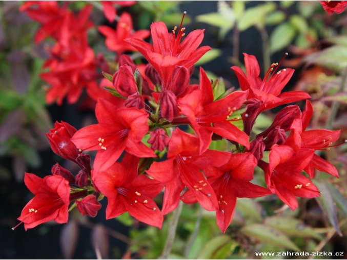 Azalea 'Nabucco' - azalka velkokvětá