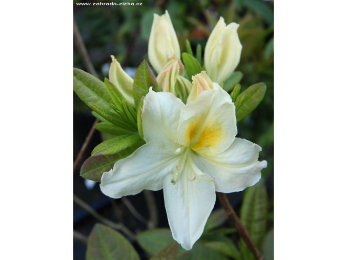 Azalea 'Oxydol' - azalka velkokvětá
