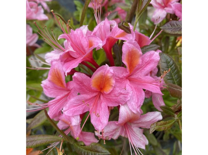 Azalea 'Replique' - azalka velkokvětá