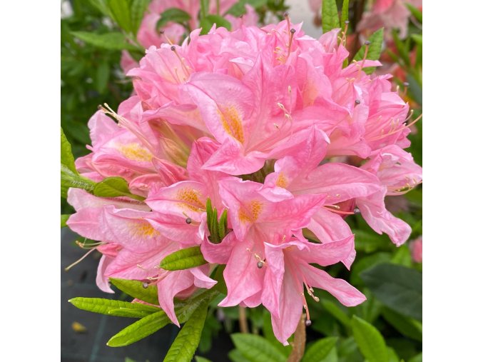 Azalea 'Reve D'Amour' - azalka velkokvětá
