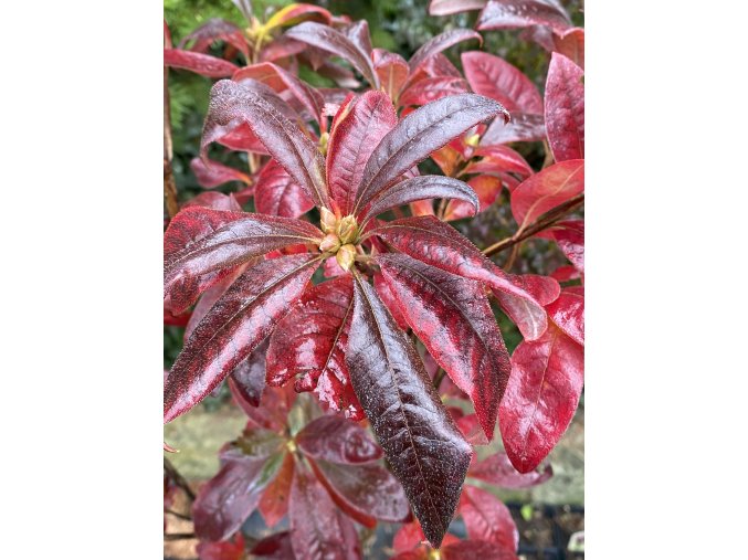 Azalea 'Royal Command' - azalka velkokvětá