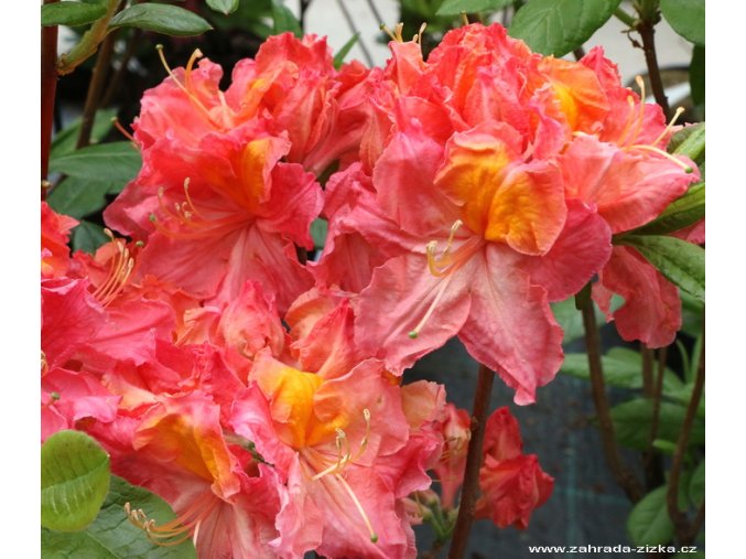 Azalea 'Sarina' - azalka velkokvětá