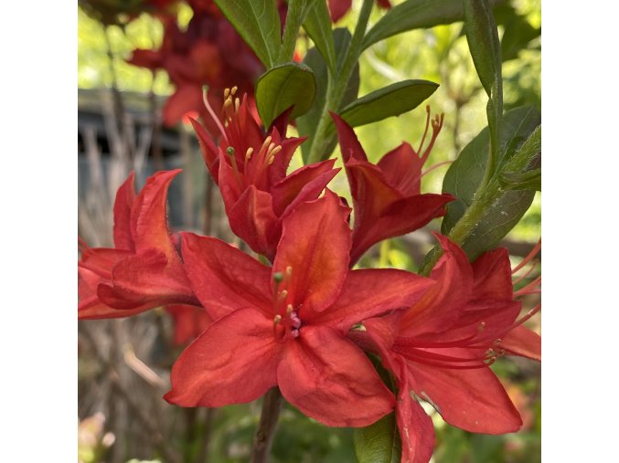 Azalea 'Satan' - azalka velkokvětá