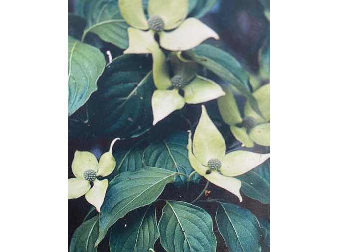 cornus kousa2