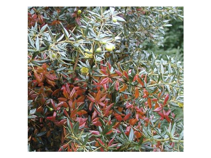 Berberis candidula - dřištál bělolistý