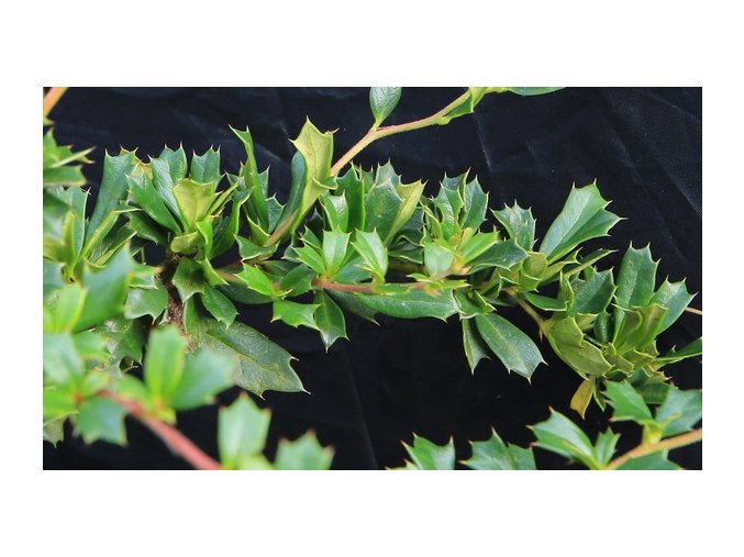 Berberis darwinii 'Compacta' - dřištál Darwinův