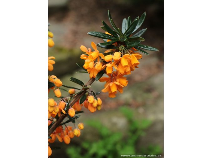 Berberis linearifolia 'Orange King' - dřišťál
