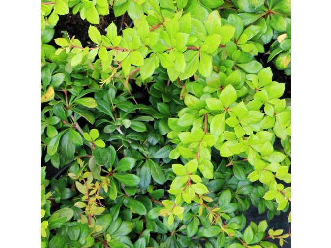 Berberis media (x) 'Dual Jewel' - dřišťál střední