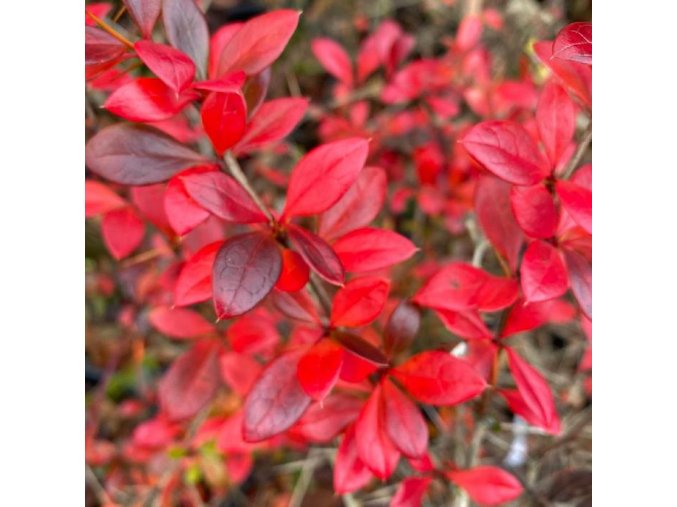 Berberis media (x) 'Red Jewel' - dřišťál střední