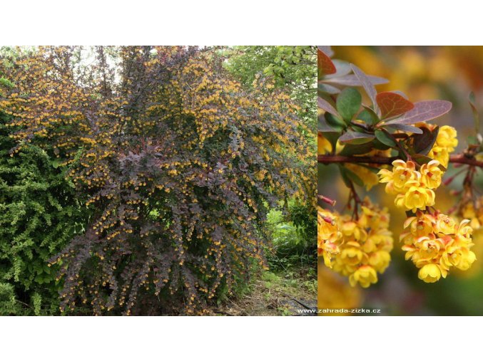 Berberis otawensis 'Decora' - dřišťál otavský