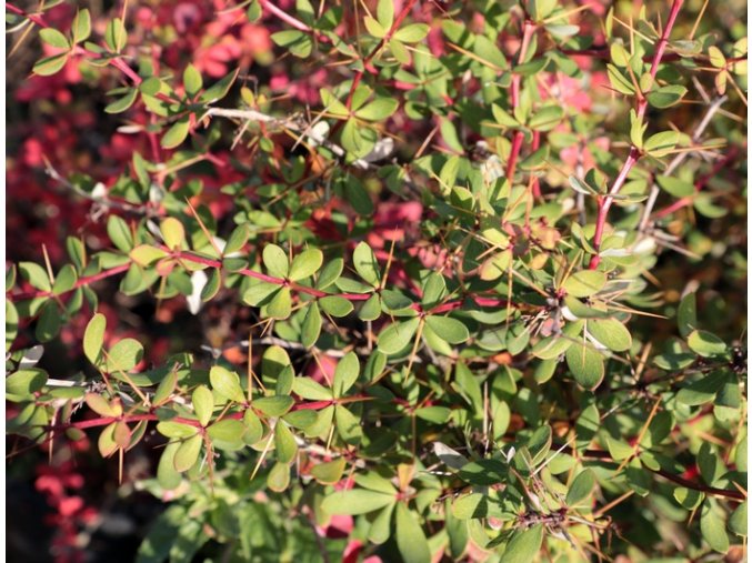Berberis rubrostilla 'Pirate King' - dřišťál červený