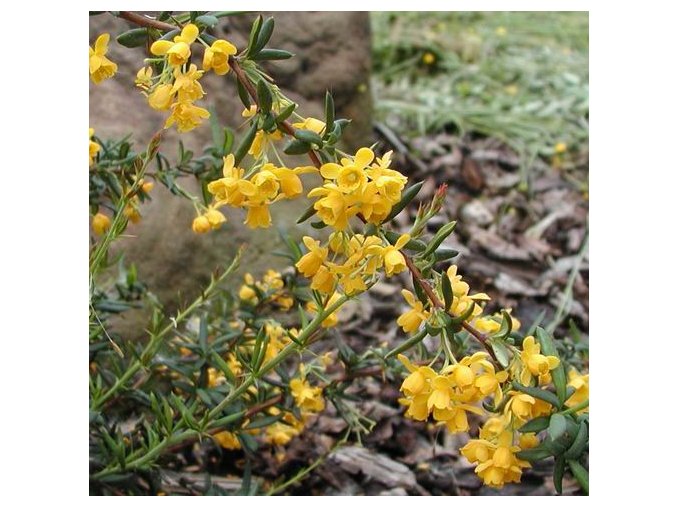Berberis stenophylla - dřišťál úzkolistý