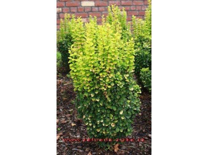 Berberis thunbergii 'Golden Rocket' ® - dřišťál Thunbergův