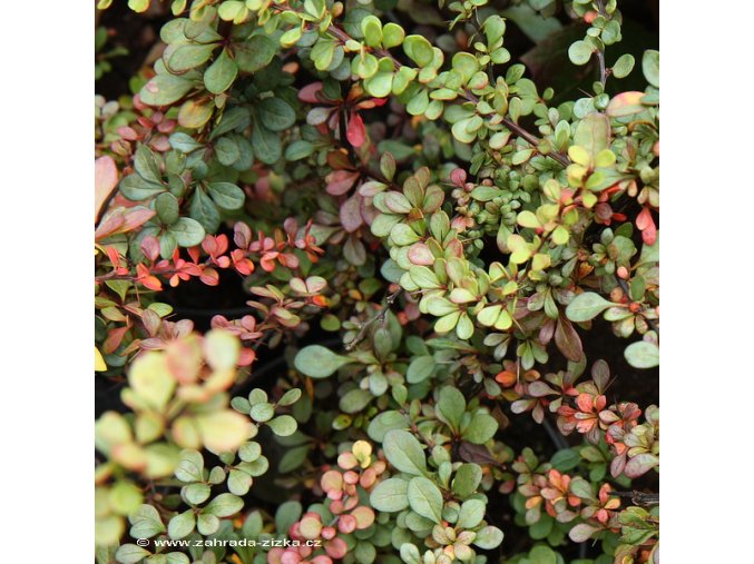 Berberis thunbergii 'Green Ornament' - dřišťál Thunbergův