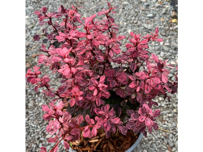 Berberis thunbergii 'Inspiration' - dřišťál Thunbergův