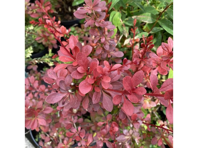 Berberis thunbergii 'Orange Carpet' - dřišťál Thunbergův