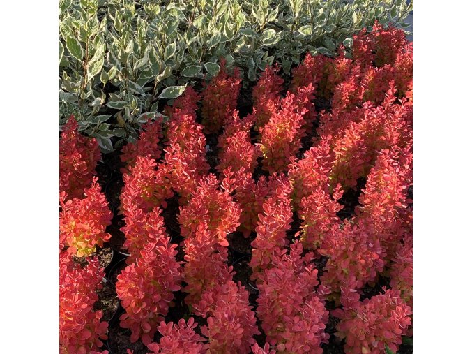 Berberis thunbergii 'Orange Ice' - dřišťál Thunbergův